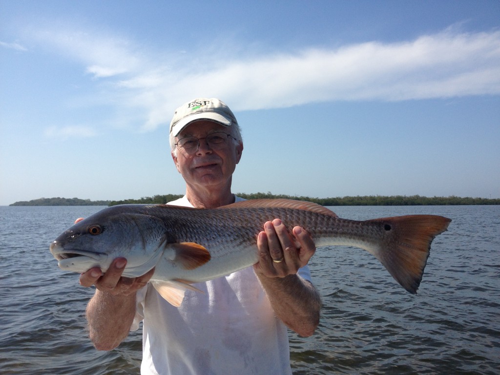 Redfish-sanibel-charter-fishing