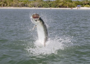 Tarpon fishing Florida